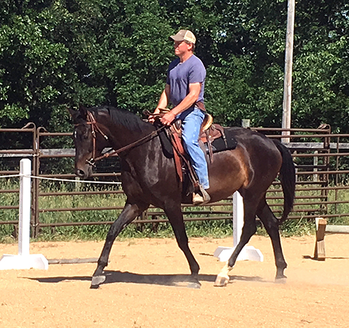 Nick Ivanovitch horse trainer